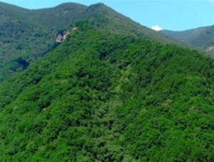 森林病虫害防治条例