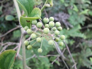 中华人民共和国野生植物保护条例