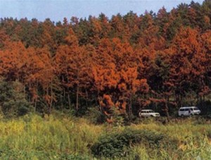 全国检疫性林业有害生物疫区管理办法