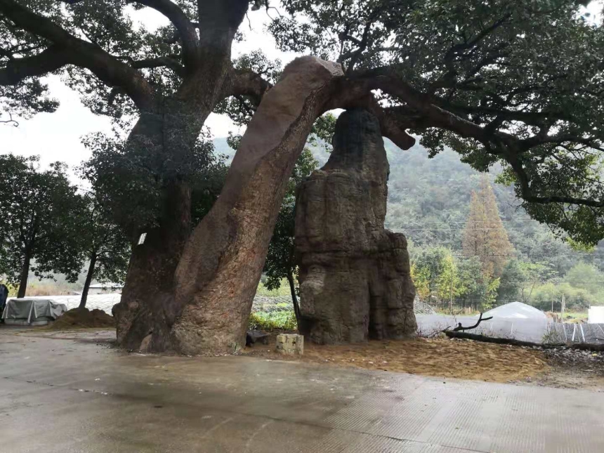 古树名木保护