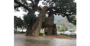 古树名木保护