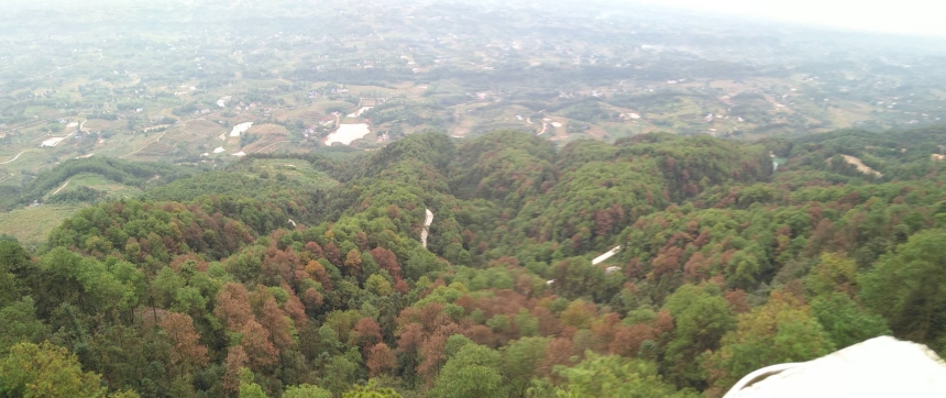 松材线虫病除治